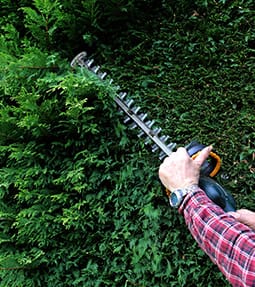 Les Jardins de Gingko : taille de haies à Bondy, Neuilly-sur-Marne, Gagny (93) et Le Perreux-sur-Marne (94)