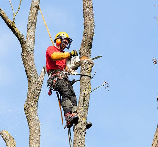 Les Jardins de Gingko : élagage/abattage arbre à Bondy, Neuilly-sur-Marne, Gagny (93) et Le Perreux-sur-Marne (94)