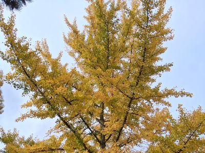 VEGETAUX  Cliquez ici !