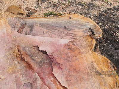 ELAGAGE ABATTAGE TAILLE Cliquez ici !