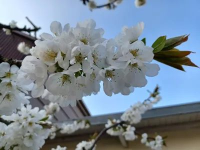 Floraison printanière d’un arbre fruitier aux fleurs blanches dans un jardin