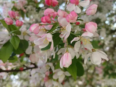 Fleurs roses et blanches d’un arbre en pleine floraison au printemps
