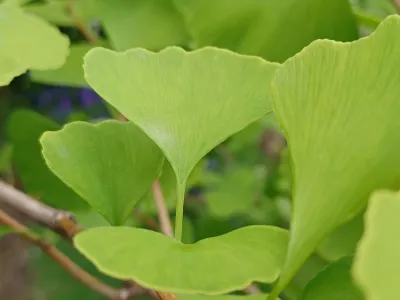 Feuilles vertes de ginkgo biloba, plante ornementale appréciée pour son feuillage graphique