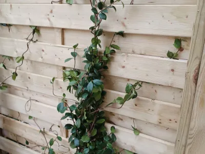Plante grimpante sur clôture en bois pour végétaliser un brise-vue extérieur