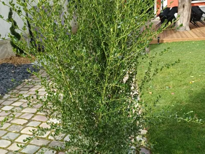 Arbuste taillé en haie naturelle le long d’une allée de jardin