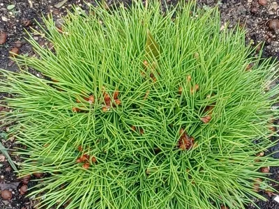 Plante vivace verte en touffe dense intégrée dans un massif paysager