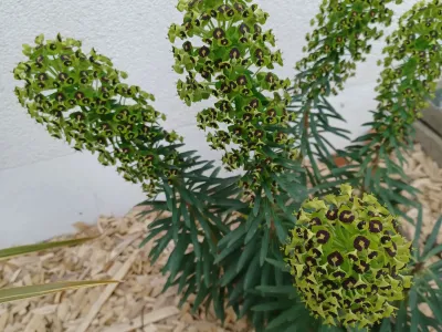 Plante ornementale à inflorescences vertes intégrée dans un massif paysager