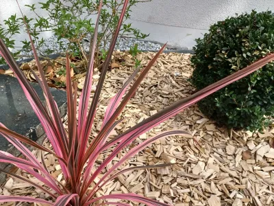 Plante graphique aux feuilles rouges et vertes installée dans un massif avec paillage bois