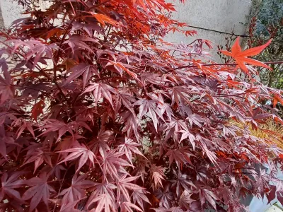 Érable du Japon au feuillage rouge décoratif dans un jardin paysager