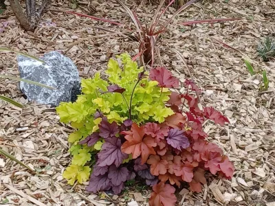 Massif décoratif avec feuillage coloré, paillage bois et pierre naturelle