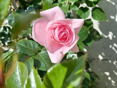 Rose rose en fleur dans un jardin, détail floral décoratif au printemps