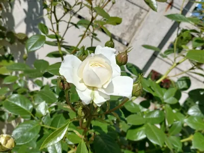 Rose blanche en bouton sur rosier, floraison naturelle dans un jardin paysager