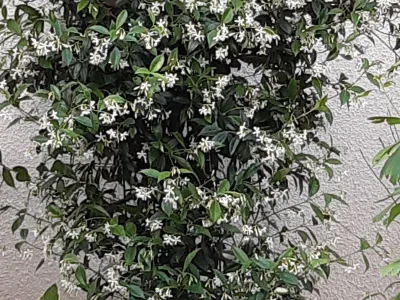 Plante grimpante fleurie le long d’un mur, idéale pour végétaliser un brise-vue