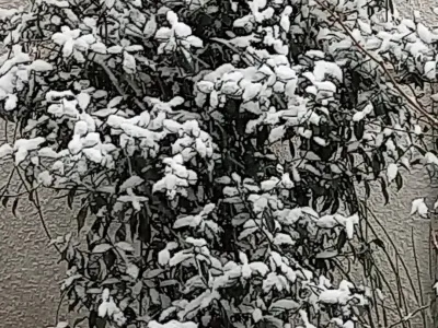 Plante grimpante couverte de neige, illustration du jardin en hiver