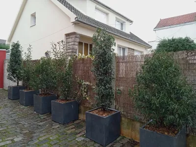 Bacs végétalisés avec arbustes persistants pour créer un brise-vue devant une maison