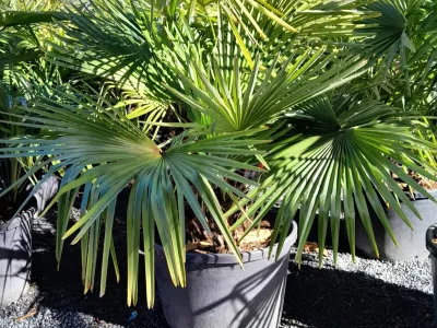Palmier en pot intégré dans un aménagement de jardin aux accents exotiques