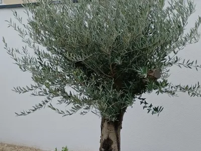 Olivier taillé sur tige, feuillage argenté décoratif dans un jardin paysager