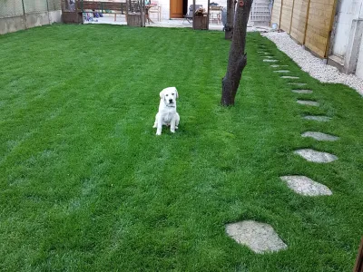 Pelouse verte avec un chien blanc assis et pas japonais menant au fond du jardin