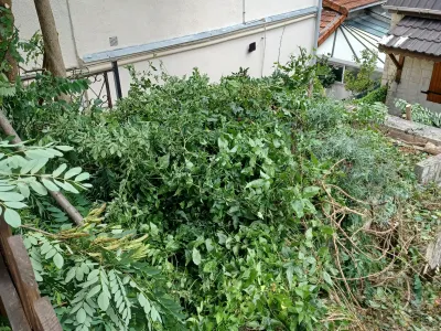 Débroussaillage et taille de végétation dense dans un jardin en préparation