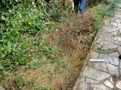 Parcelle de terrain avec herbes et végétation coupée, prêt pour aménagement paysager