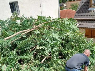 Jardin avec branches coupées et entretien des arbustes par un paysagiste