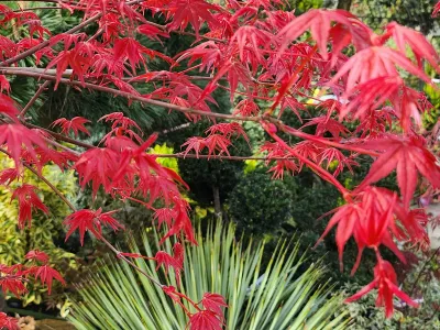 Feuillage rouge d’érable du Japon dans un jardin paysager au printemps