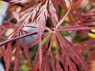 Détail du feuillage finement découpé d’un érable du Japon rouge