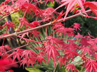 Branches d’érable du Japon au feuillage rouge décoratif