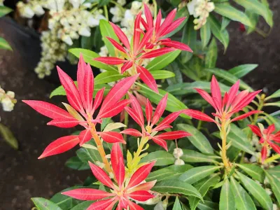 Plante ornementale au feuillage rouge et vert intégrée dans un massif paysager