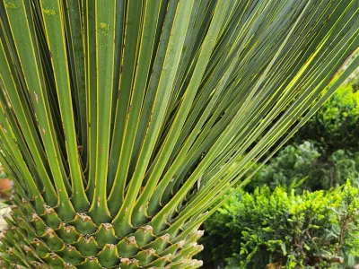 Feuillage graphique de plante exotique aux longues feuilles vertes dans un jardin paysager