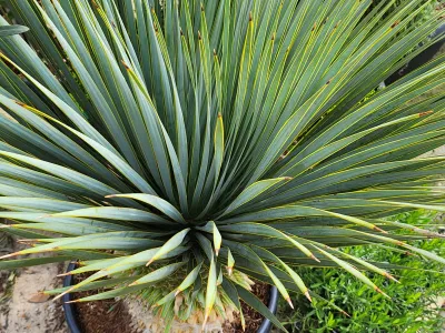 Plante graphique aux feuilles rigides vert bleuté, intégrée dans un massif extérieur