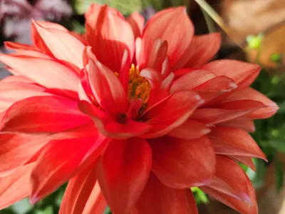 Fleur rouge en pleine floraison, détail floral décoratif dans un jardin