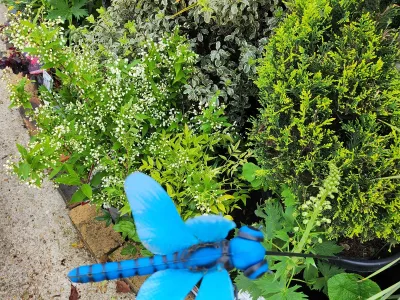 Massif de plantes en pépinière avec décoration de jardin et arrosoir bleu