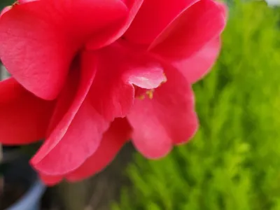 Gros plan sur une fleur rouge aux pétales délicats dans un jardin paysager