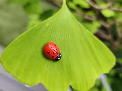 Coccinelle rouge posée sur une feuille verte, symbole de biodiversité au jardin