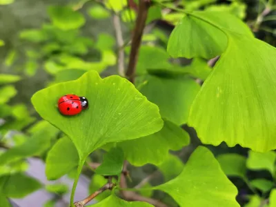 Coccinelle posée sur une feuille de ginkgo biloba, symbole de biodiversité au jardin