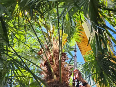 Vue sous un palmier avec feuillage dense et tronc texturé dans un jardin exotique