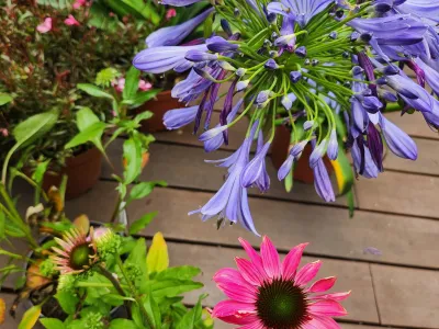 Fleurs violettes et roses en pot sur terrasse en bois, composition florale décorative