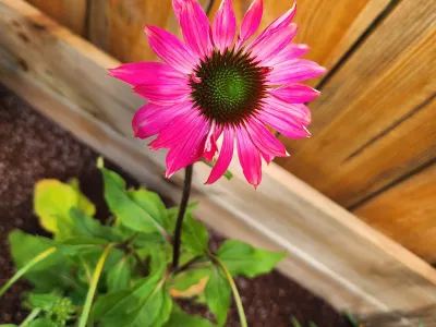Fleur rose d’échinacée en pleine floraison dans un massif de jardin
