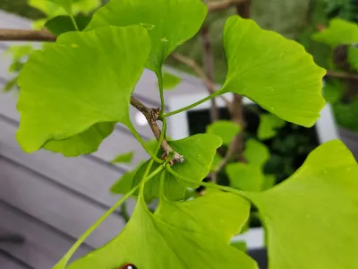 Feuilles de ginkgo biloba vert clair, détail végétal décoratif au jardin