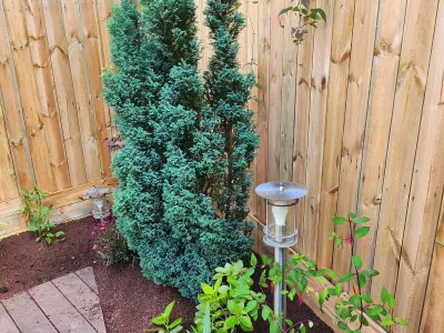 Petit jardin avec conifère, lampadaire solaire et palissade en bois.