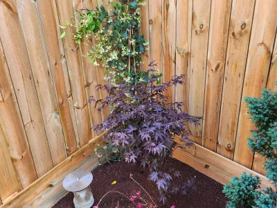 Petit jardin avec conifère, lampadaire solaire et palissade en bois.