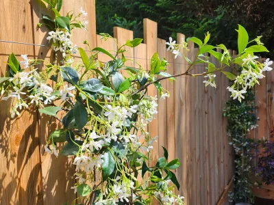 Branche fleurie grimpant le long d’un treillis bois dans un jardin.