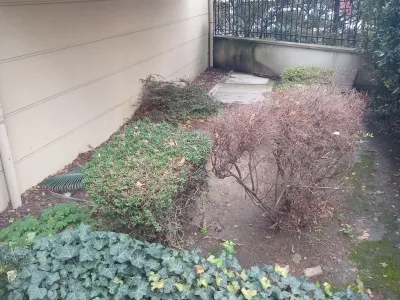 Coin de jardin avec arbustes secs et buissons verts près du mur