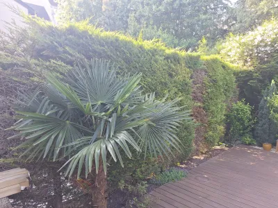 Jardin avec palmier et haie, allée en gravier, jour ensoleillé.