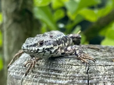 Lézard au repos sur un tronc, illustrant la faune présente dans un jardin naturel