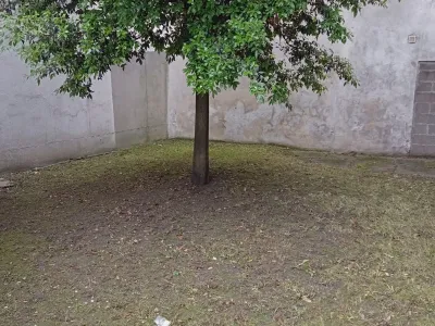 Sol nu sous un arbre après débroussaillage dans un jardin clos