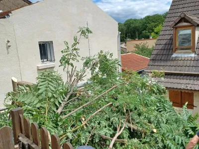 Arbustes envahissants avant taille et entretien dans un jardin résidentiel