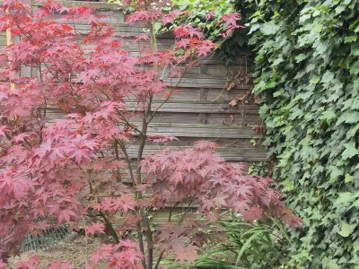 Érable du Japon au feuillage rouge planté le long d’une clôture en bois