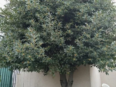 Arbre feuillu au centre d’un jardin, vue rapprochée